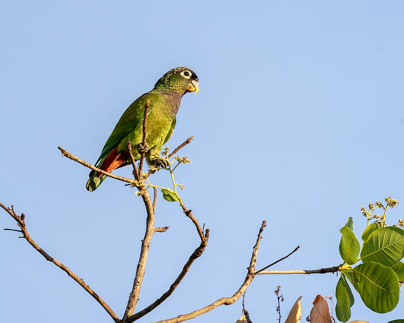 scaly-headed parrot, parrot, bird, branch, sky, HD wallpaper