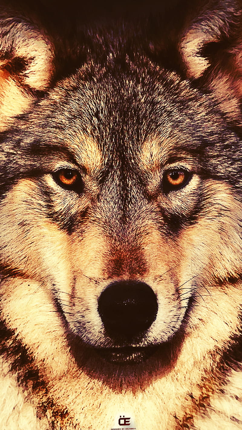 Kurt - WOLF, oelribeyi, tumblr, turk, turkish, wolves, HD phone wallpaper