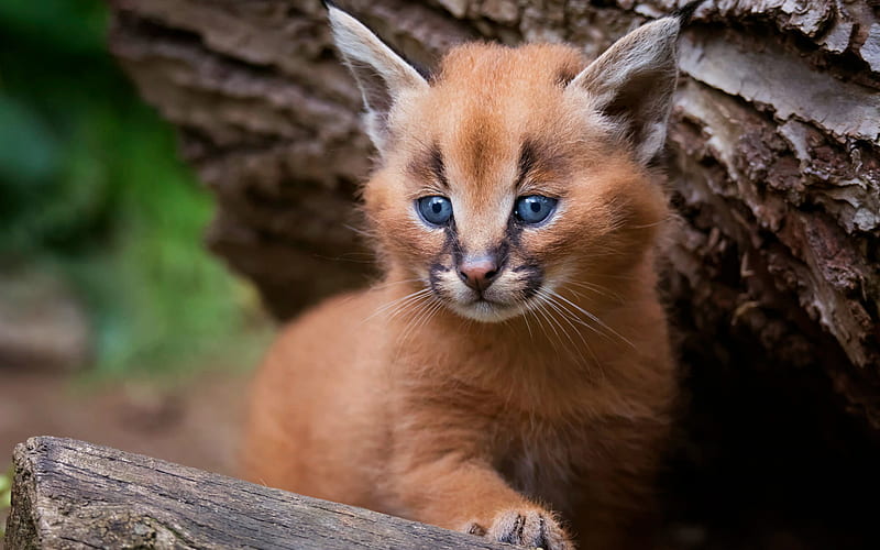 caracal, small cute lynx, cub, wildlife, steppe lynx, HD wallpaper