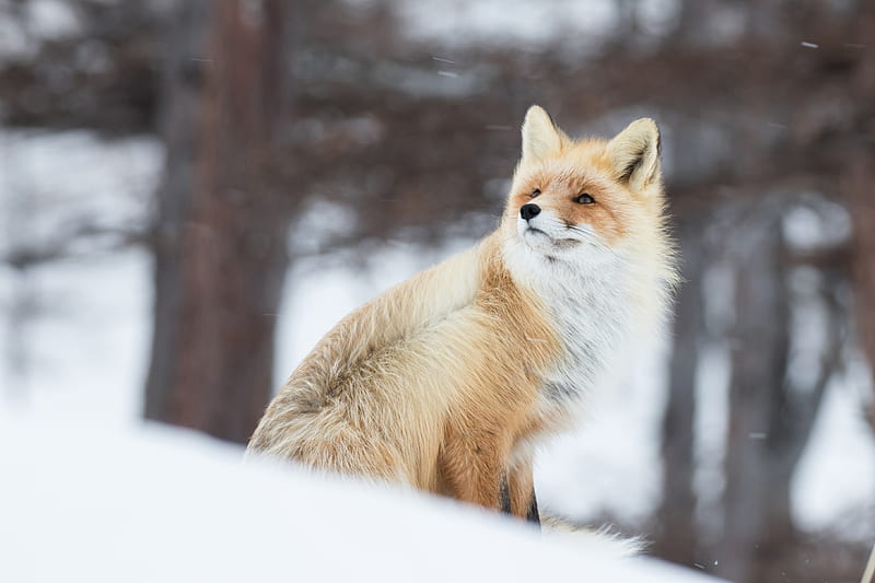 Fox In Snow , fox, snow, nature, HD wallpaper