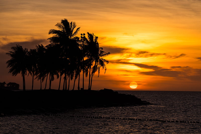 sunset, palm, sea, beach, HD wallpaper