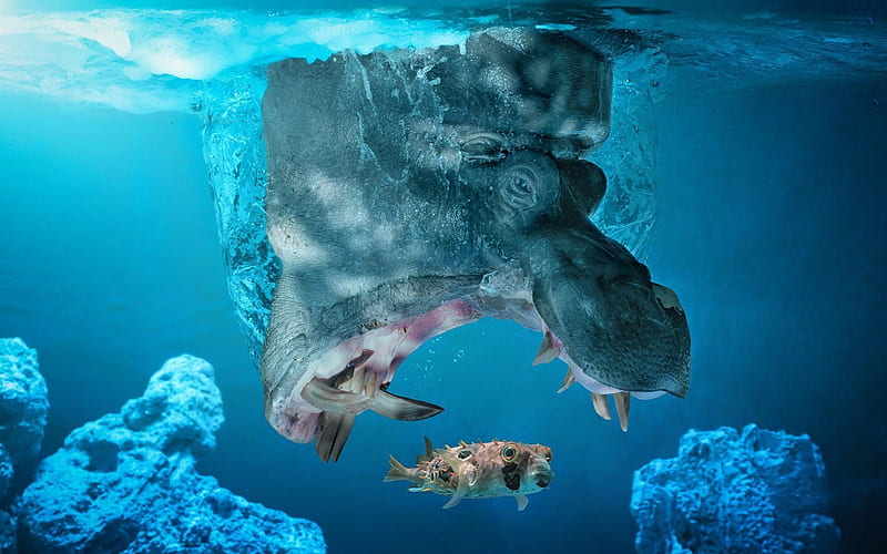 hippo, mouth, fish, HD wallpaper