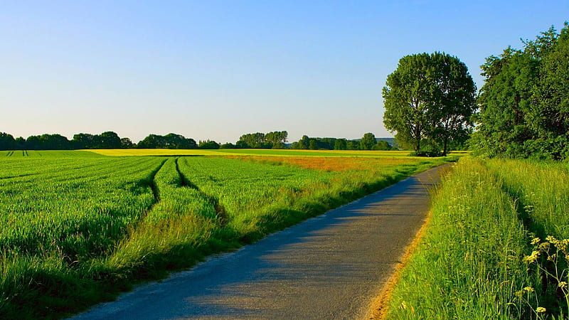 Beautiful View Of Road Between Green Grass Field Nature, HD wallpaper