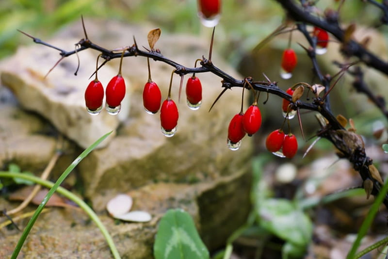 1920x1080px, 1080P Descarga gratis | Rojo, árbol, naturaleza, bonito