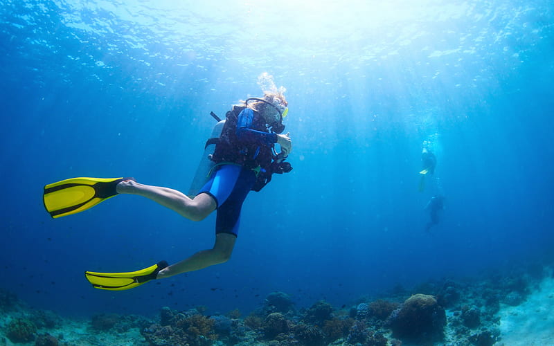 Diving, underwater world, ocean, scuba diving, coral, reef, HD wallpaper |  Peakpx