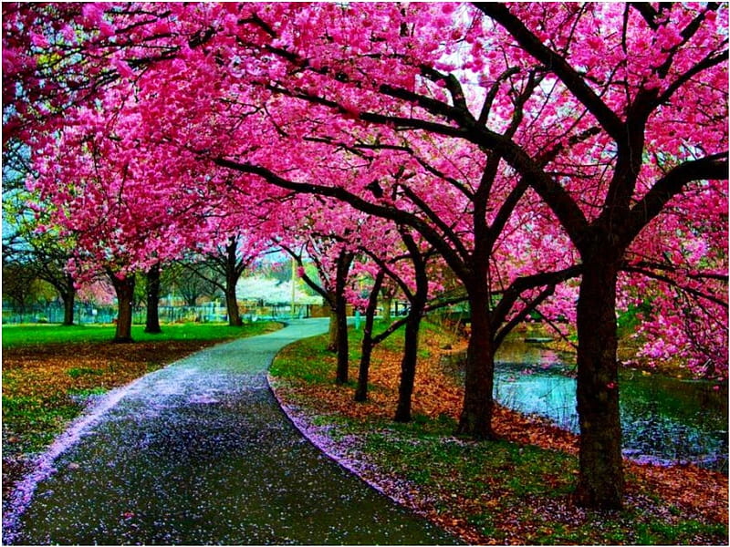 Enchanting Pathway, sakura, tree, japan, path, park, cherry blossom, HD  wallpaper | Peakpx