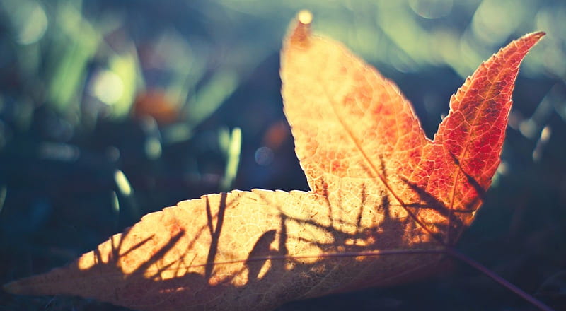 Fallen leaf, fall, bokeh, graphy, autumn, leaves, nature, foliage, leaf, HD wallpaper