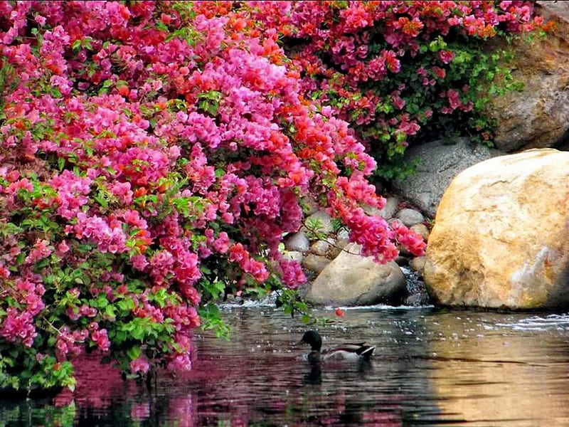 Pink blooms over the pond, bonito, nice, stones, duck, flowers, reflection, pink, blooms, calmness, lovely, spring, lake, pond, bird, peaceful, summer, flowering, nature, blooming, HD wallpaper