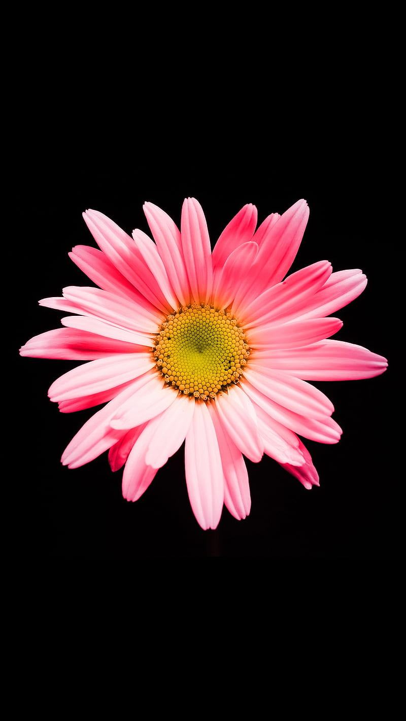 Pink Daisy , flowers, nature, HD phone wallpaper