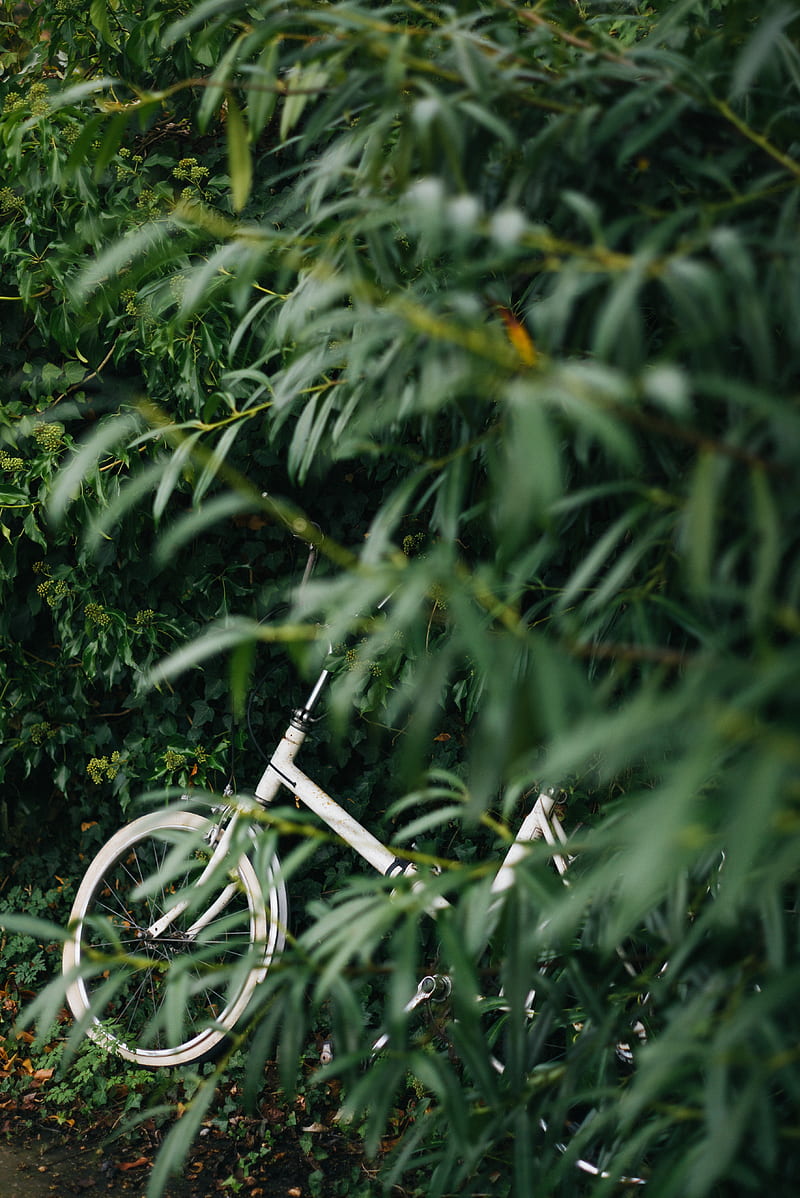 bike, leaves, branches, green, HD phone wallpaper