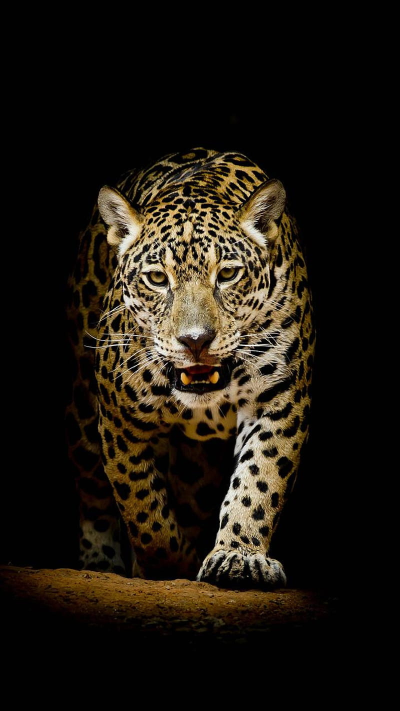 Leopard, bonito, big, black, cats, city, jaguar, lion, HD phone wallpaper