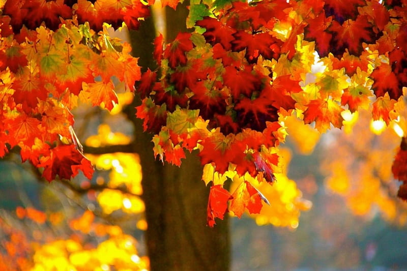 Maple Trees, Maple, Trees, Leaves, Autumn, Nature, HD wallpaper