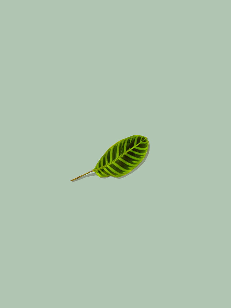 leaf, green, minimalism, HD phone wallpaper