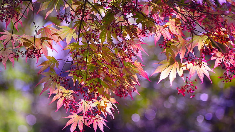 Pink Green Autumn Leaves Branches In Purple Bokeh Blur Background Nature,  HD wallpaper | Peakpx