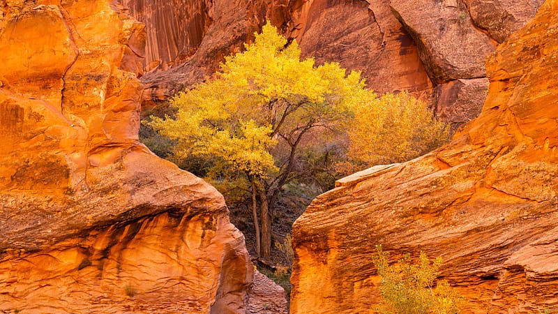 Cottonwood trees Autumn Coyote Gulch Glen Utah Bing, HD wallpaper