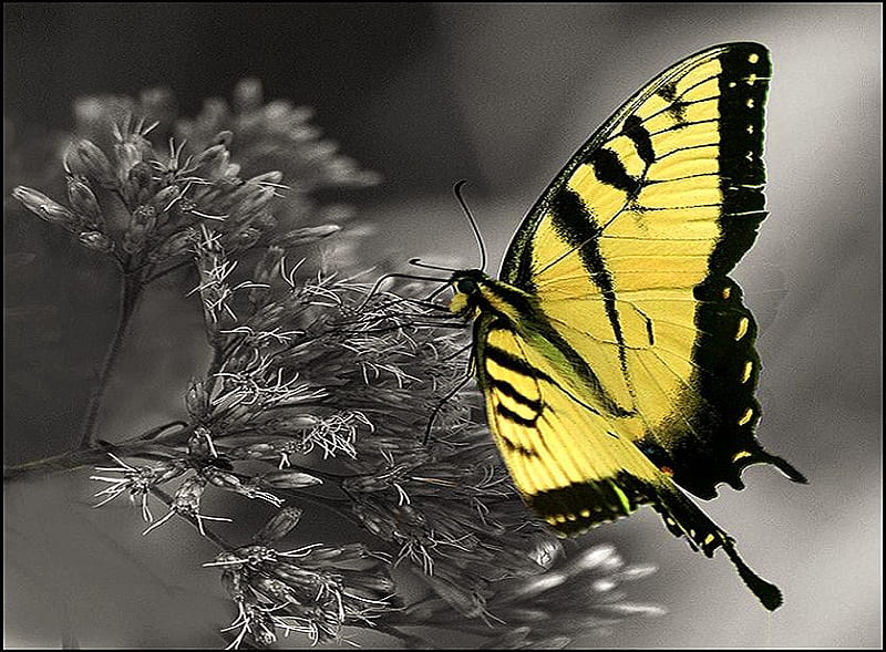 Swallowtail on black and white, black and white background, butterfly, black and yellow, monarch, HD wallpaper