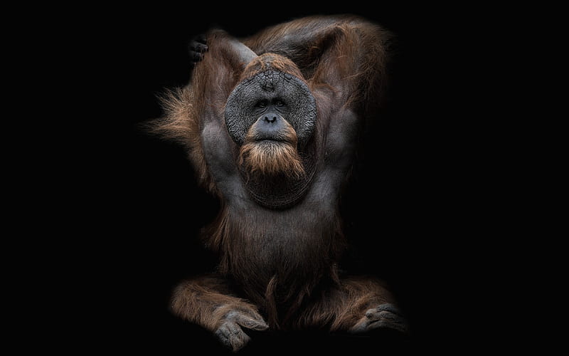 Gorilla, black , funny, humor, monkey, HD wallpaper