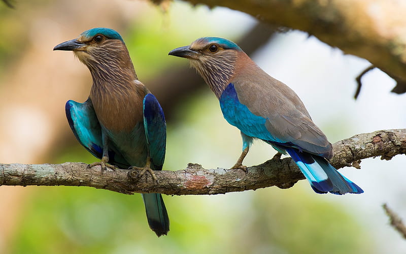 HD wallpaper indian rollers birds branch animal indian rollers