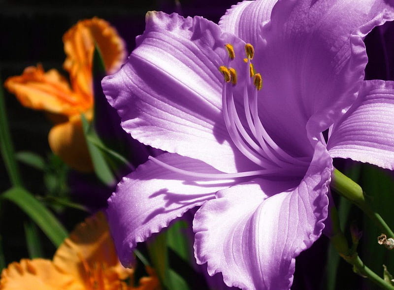 Purple amaryllis, amaryllis, purple, orange, flower, nature, HD wallpaper