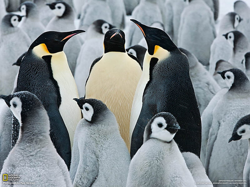 Emperor Penguin Colony Antarctica-National Geographic, HD wallpaper