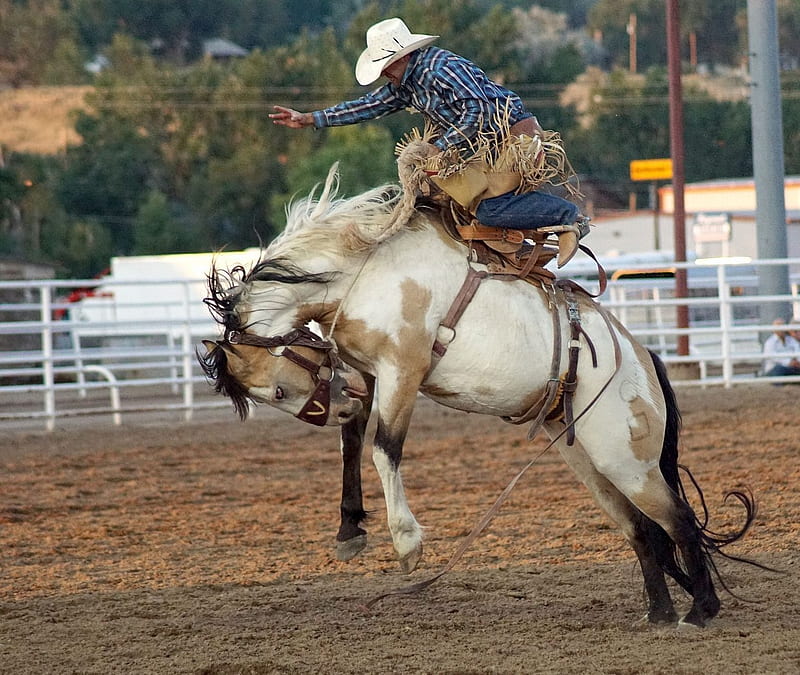 Champion Bronc Rider from Minnesota, Saddle, Corral, Horse, Barns, Bronc, Hat, Cowboy, Fence, HD wallpaper