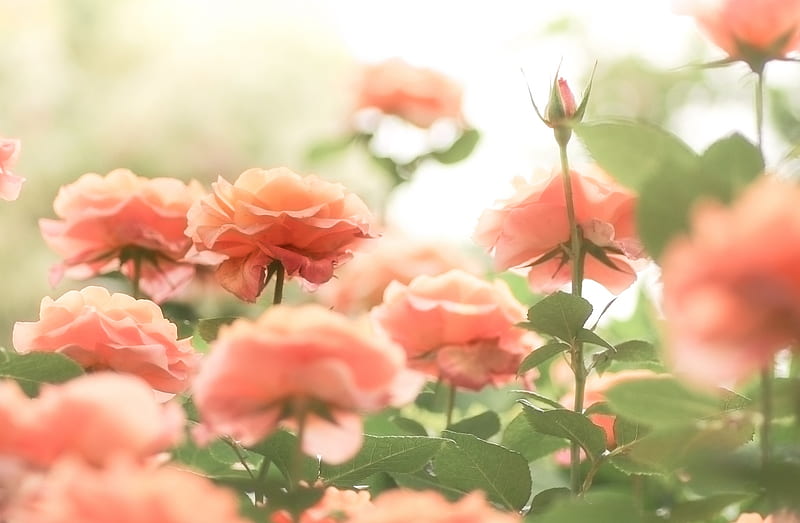 Roses, Flowers, Buds, Orange, HD wallpaper