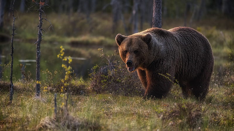 Brown Bear Animals, HD wallpaper