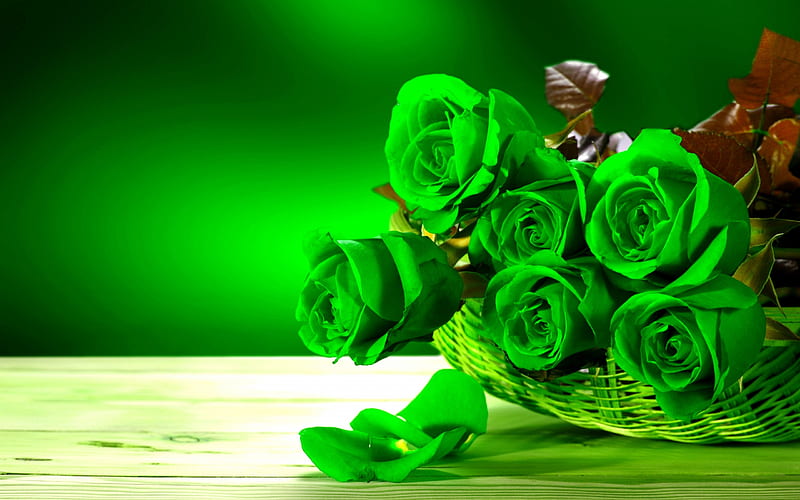 green roses, a bouquet of green flowers, roses, basket, bouquets, HD wallpaper