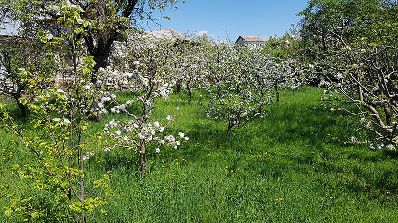 Spring, blossom tree, pom inflorit, primavara, HD wallpaper