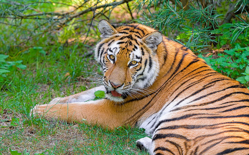 Siberian Tiger, animal, cat, tiger, siberian, HD wallpaper | Peakpx