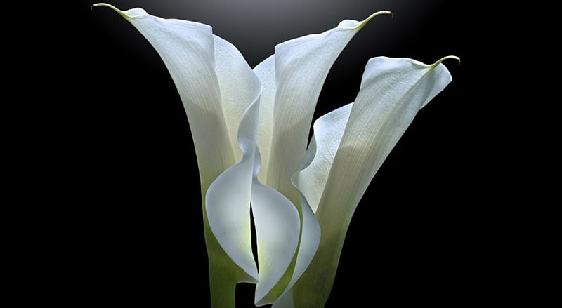 Cala blanca, cala, lirios, flores, blanco, Fondo de pantalla HD | Peakpx