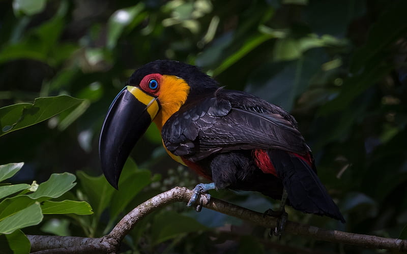 Toucan, wildlife, exotic birds, jungle, black toucan, Ramphastos ambiguus, HD wallpaper