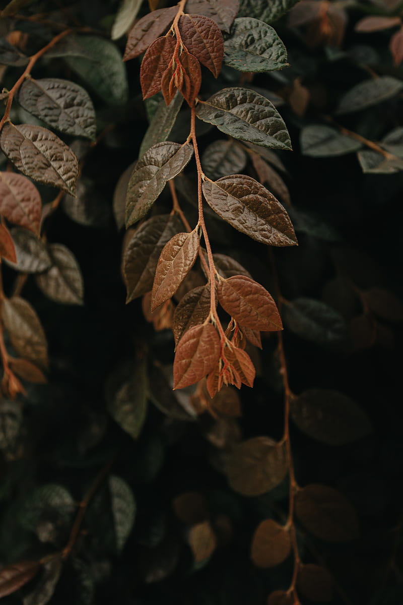 leaves, branch, macro, veins, HD phone wallpaper