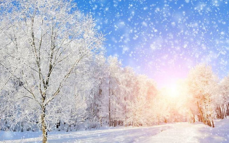 Winter Snow, nature, trees, snow, winter, HD wallpaper | Peakpx
