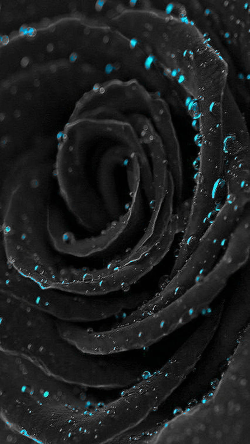 Blue Drops, black, black rose, dark, droplets, flower, rose, water, HD phone wallpaper