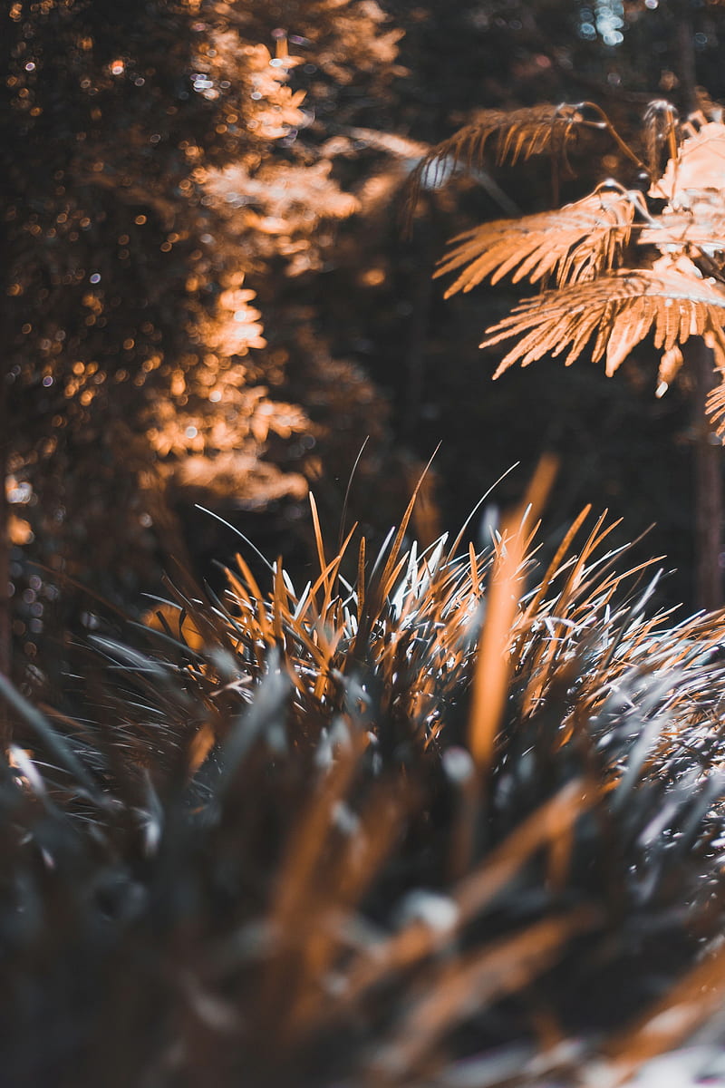 grass, plant, blur, leaves, HD phone wallpaper