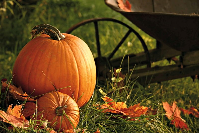 Autumn Still Life, Fall, still life, leaves, grass, wheel, wheelbarrow, Autumn, pumpkins, HD wallpaper