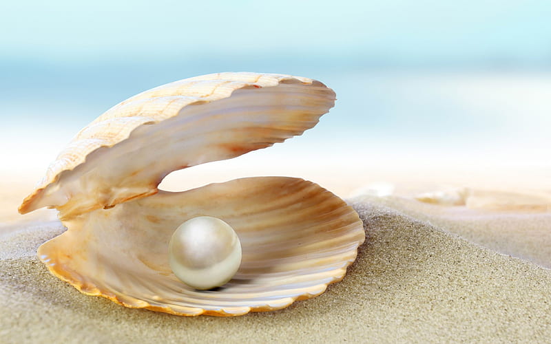 The Pearl, beach, pearl, shell, beauty, nature, sea, HD wallpaper