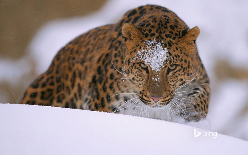 Amur Leopard, Bing, Amur, Leopard, HD wallpaper