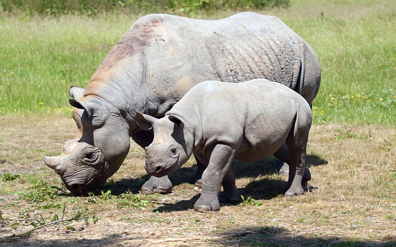 Endangered Black Rhino, Endangered, Rhino, Black, Animals, HD wallpaper