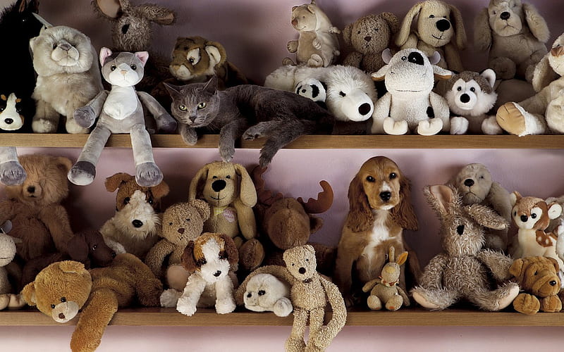 Where is the dog and the cat are hidden?, teddy, toy, cat, funny, teddy bear, hidden, toys, animals, dog, HD wallpaper