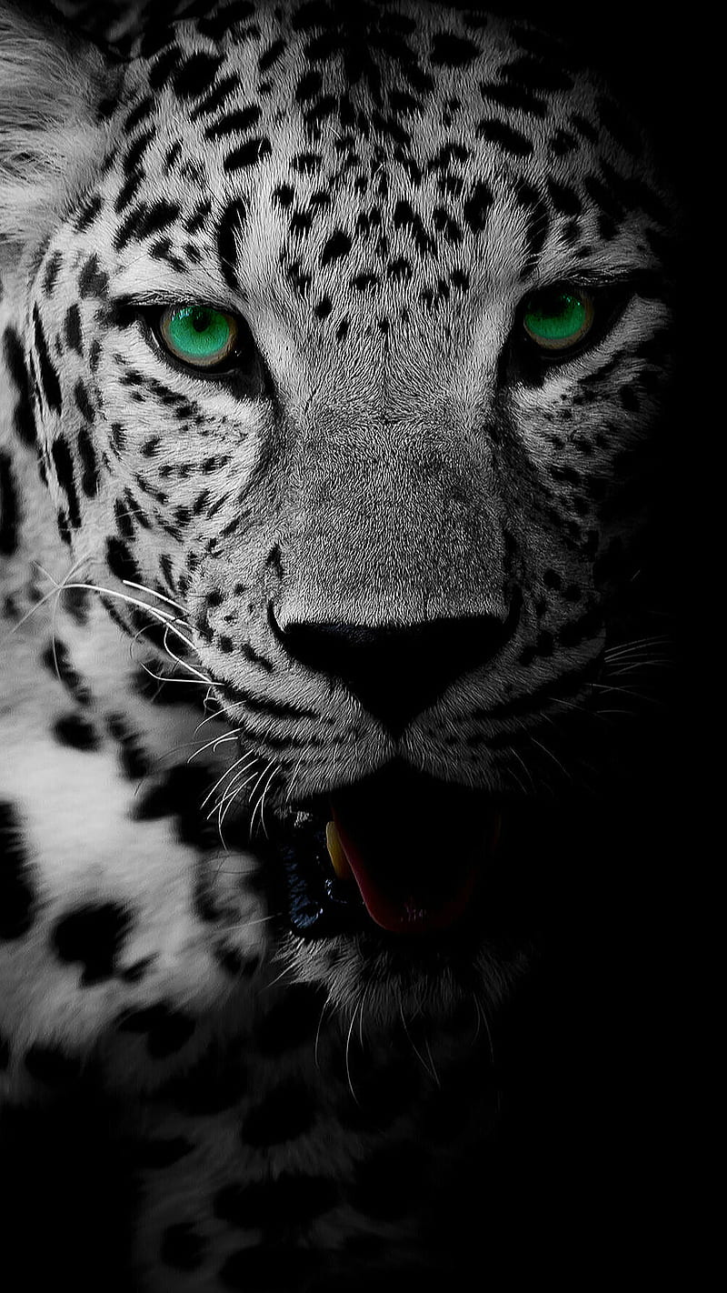 Leopard, animal, black, eyes, face, green, white, wild, HD phone