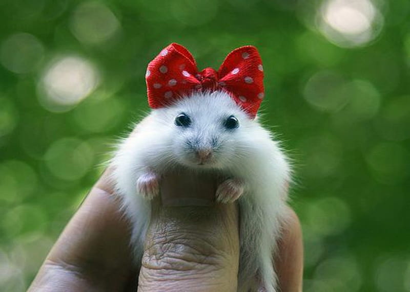 Hamster With Bow, Cute, Red, Bow, White, Hamster, HD wallpaper
