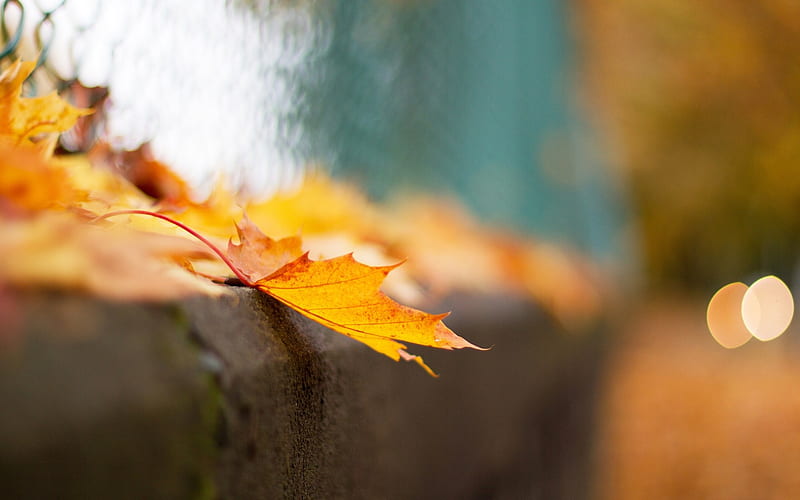 fence leaves fall-Plant Macro, HD wallpaper