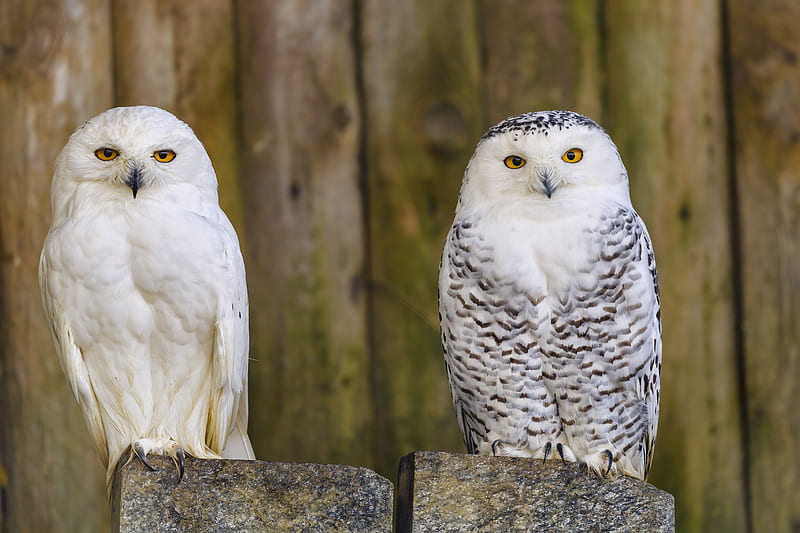 owl, bird, glance, feathers, watching, predator, HD wallpaper