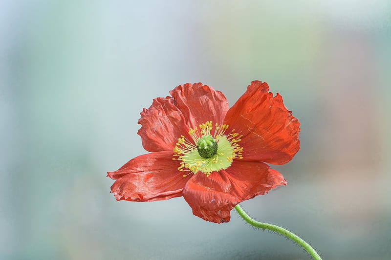 Poppy, flower, red, mac, HD wallpaper