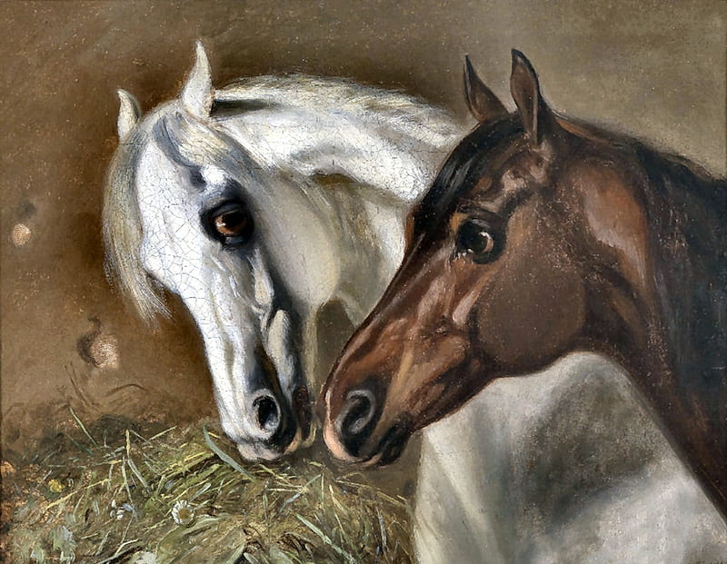 Gray and Bay Horseheads , art, painting, equine, bonito, horse, artwork, animal, HD wallpaper