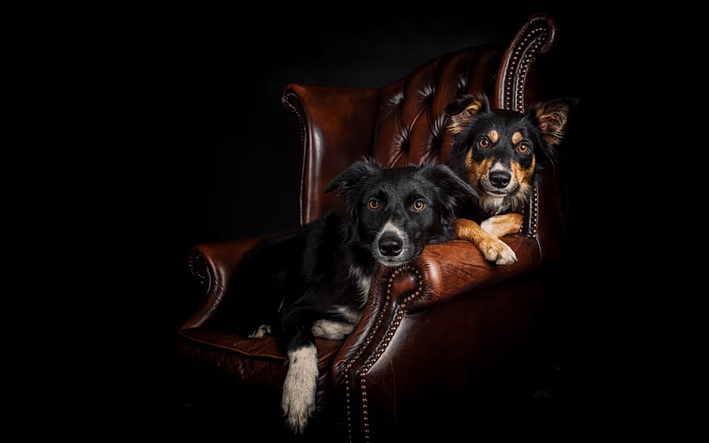 Border Collie, black dogs, pets, dogs on the chair, cute animals, dogs, HD wallpaper