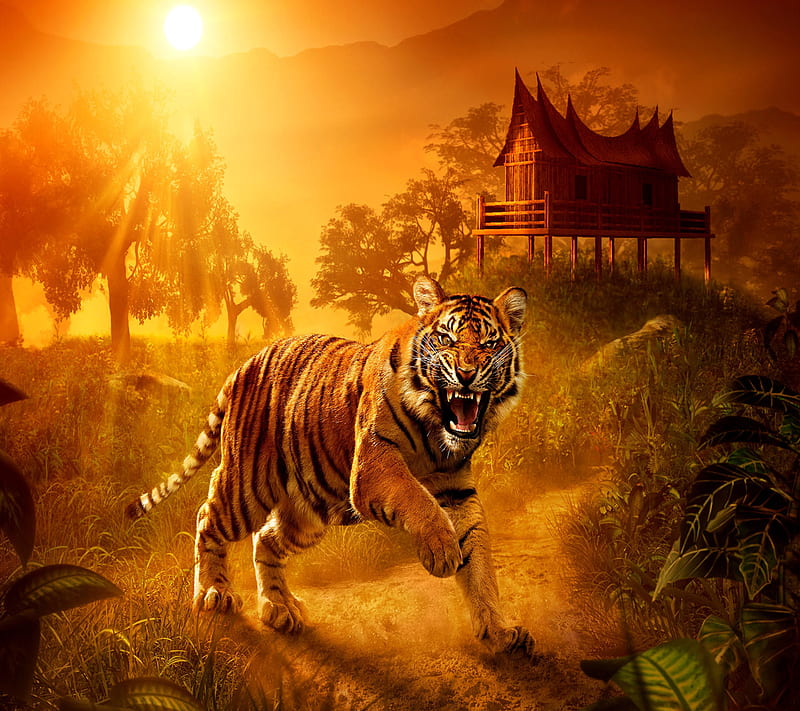 Wild Tiger, HD wallpaper