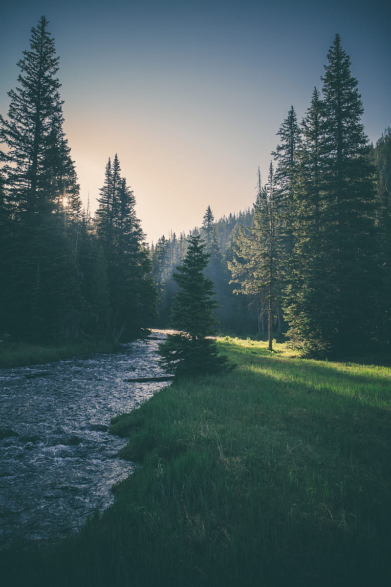 1920x1080px, 1080P free download | river surrounded by trees, HD phone ...